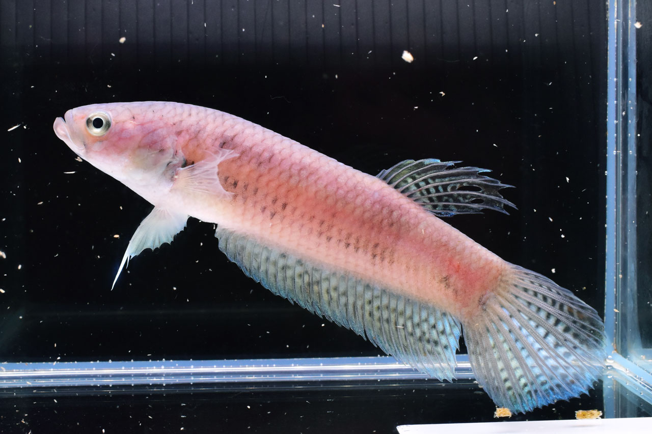 ベタ・ユニマクラータのメス