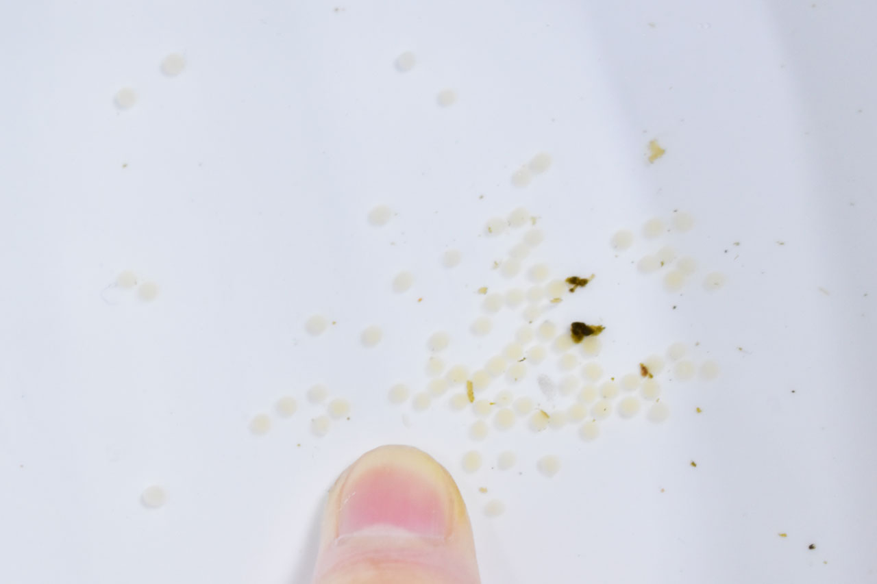 ベタ・ユニマクラータの卵