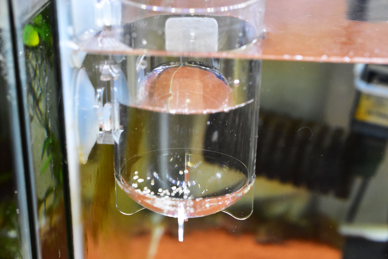 ベタ・チャンノイデスの卵をインキュベーターで人工孵化開始