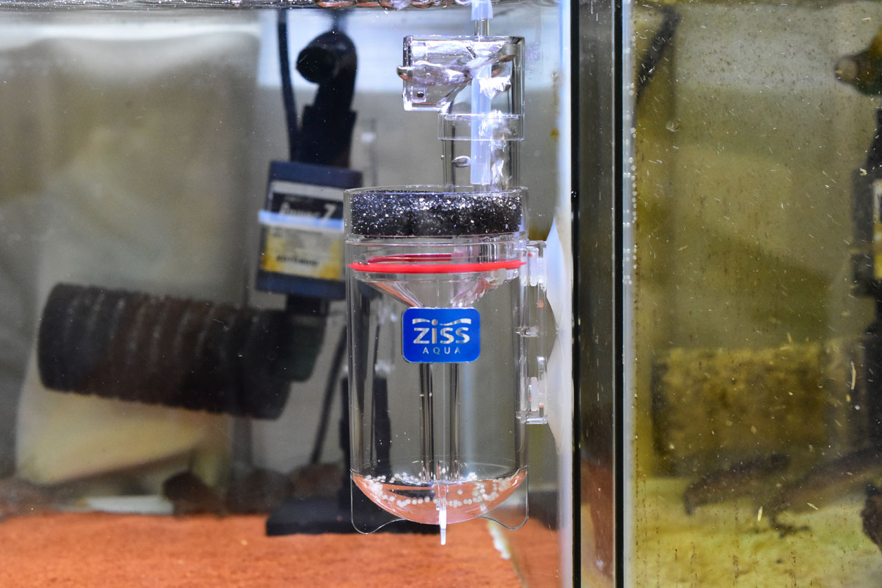 ベタ・チャンノイデスの卵をインキュベーターで人工孵化してる様子