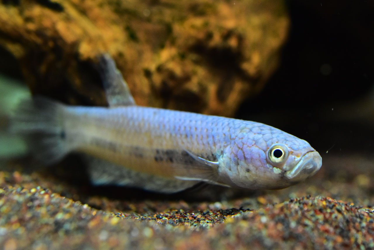 ベタ・ユニマクラータ（”Long Bangun”）