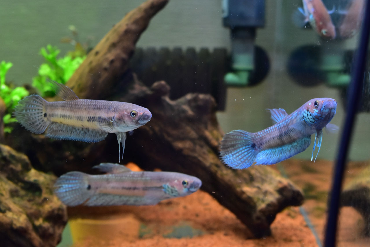 兄弟を一緒にしているベタ・ユニマクラータ