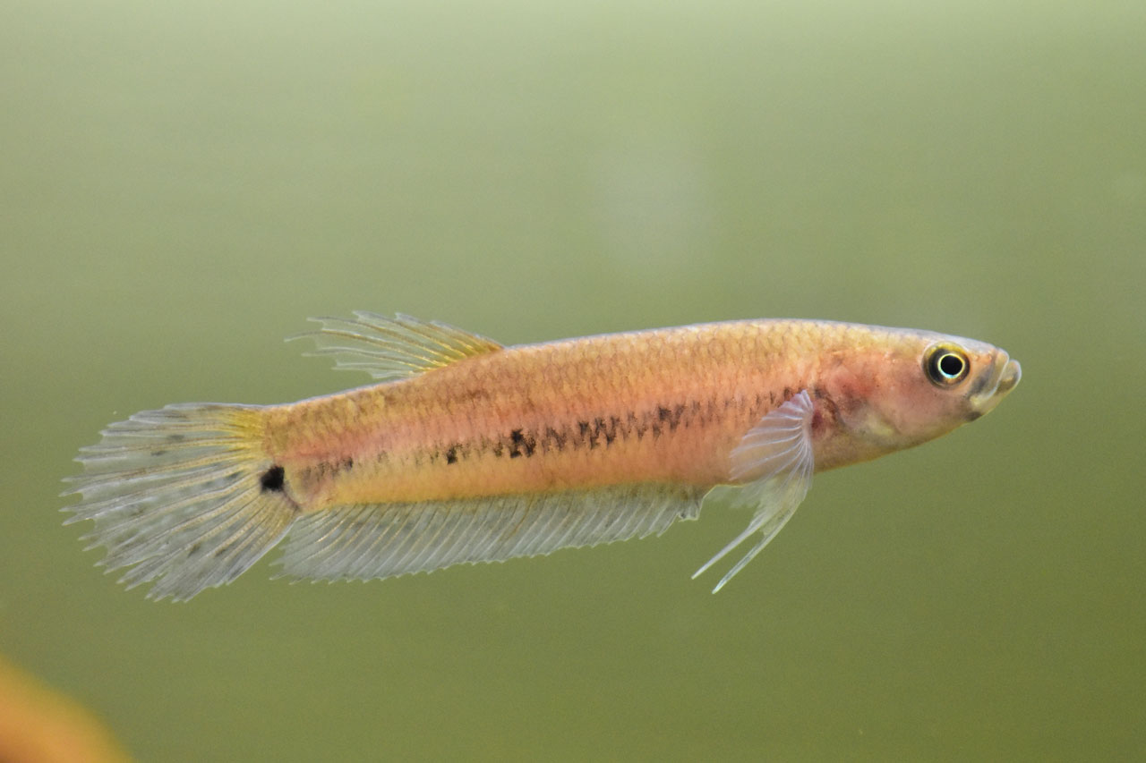 ベタ・ユニマクラータの典型的なメス