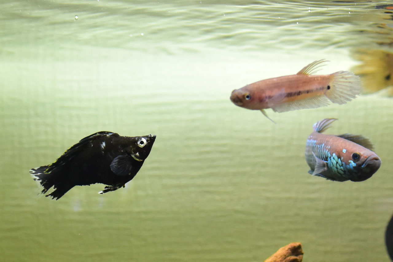 ベタ・ユニマクラータにヒレが傷つけられたバルーンモーリー