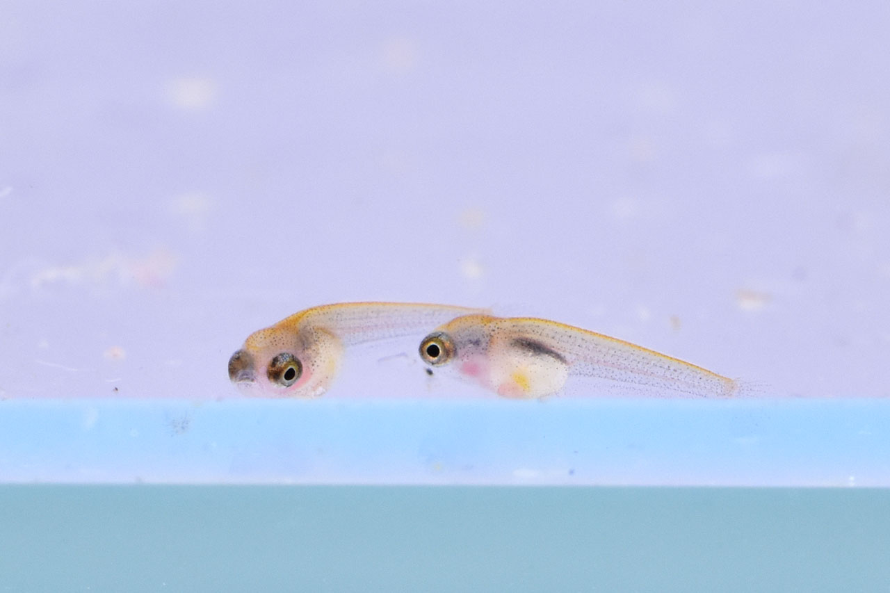 口から自然と出る少し前に取り出したベタ・ユニマクラータの稚魚