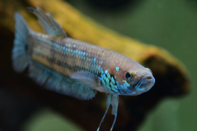 ベタ・ユニマクラータ