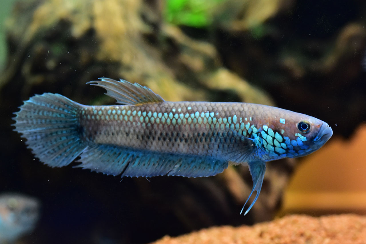 ベタ・ユニマクラータ