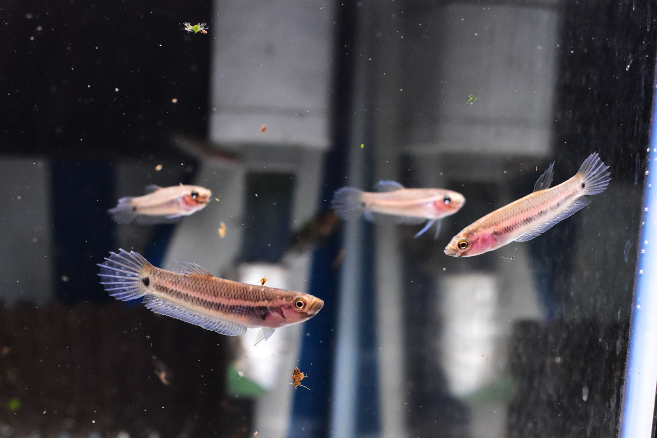 ベタ・ユニマクラータの育成した稚魚
