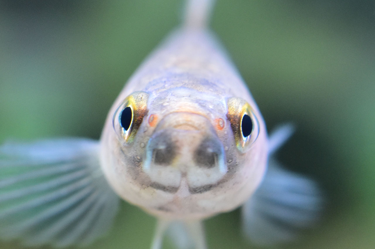 ベタ・ユニマクラータの正面顔