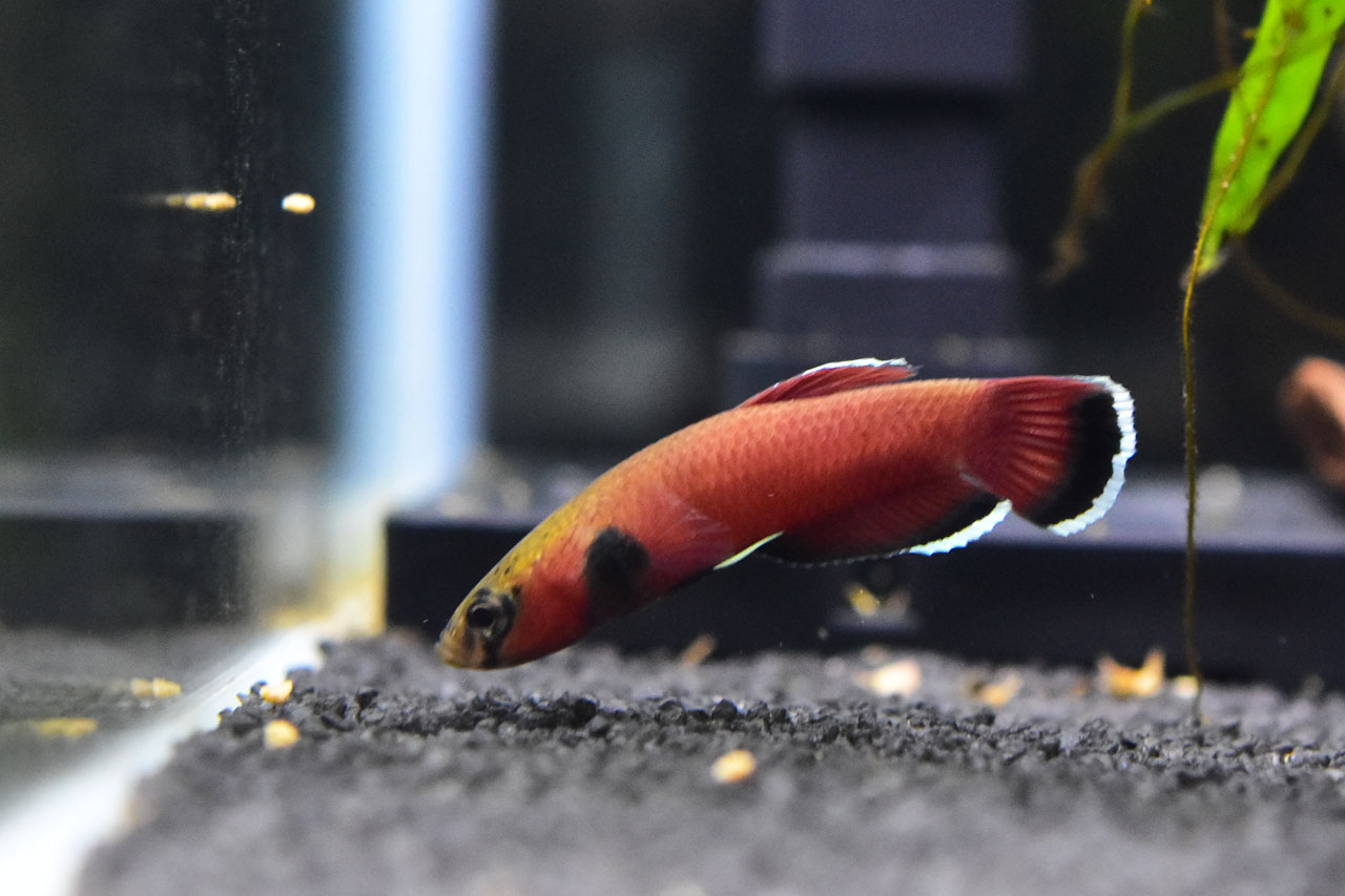 エサを見つめるベタ・チャンノイデス