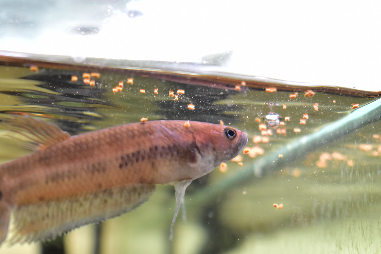 粒エサを食べるベタ・ユニマクラータ