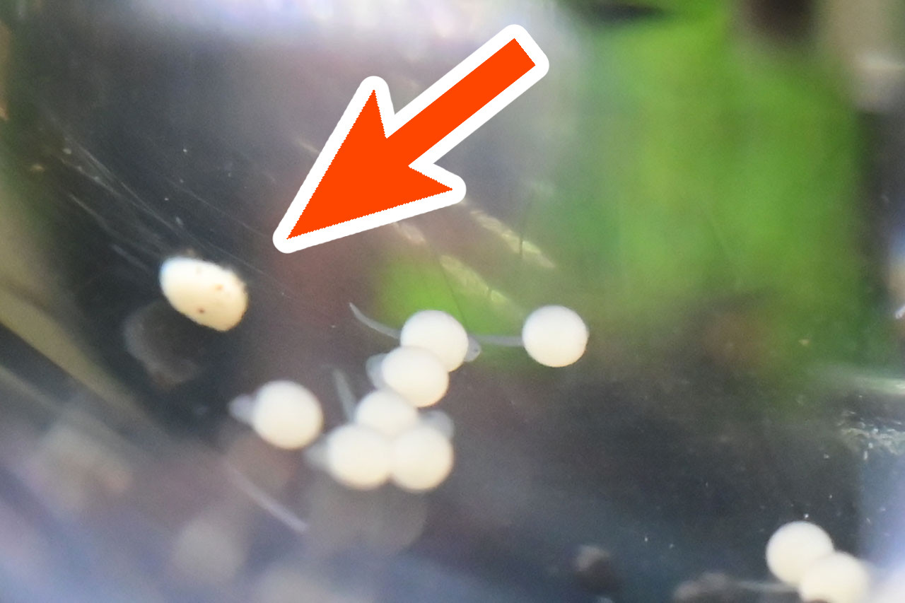 孵化したベタの稚魚（チャンノイデス）とダメタマゴ