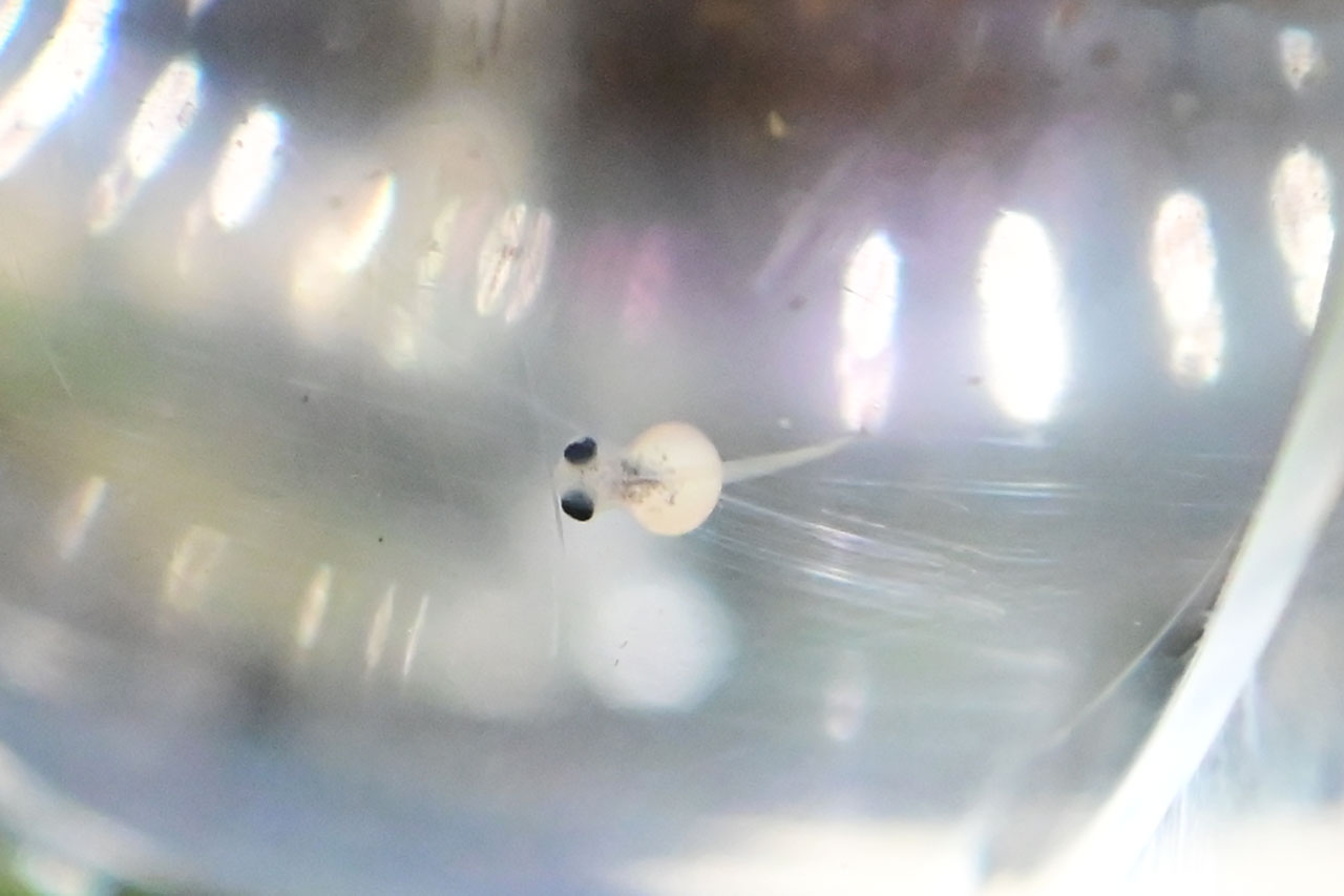 ベタ・チャンノイデス孵化後1日経過