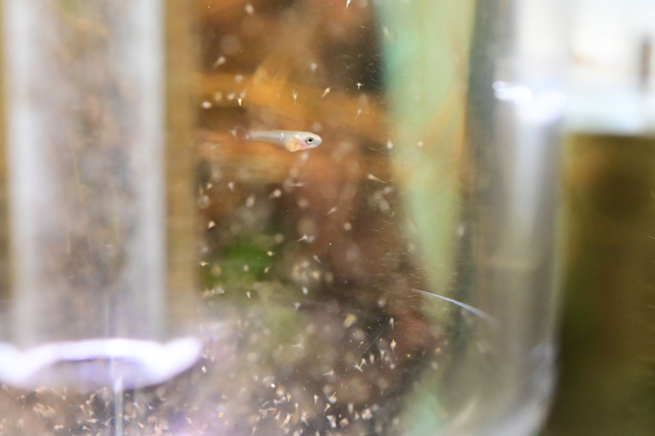 インキュベーター内でブラインシュリンプを食べるベタ・ルブラ