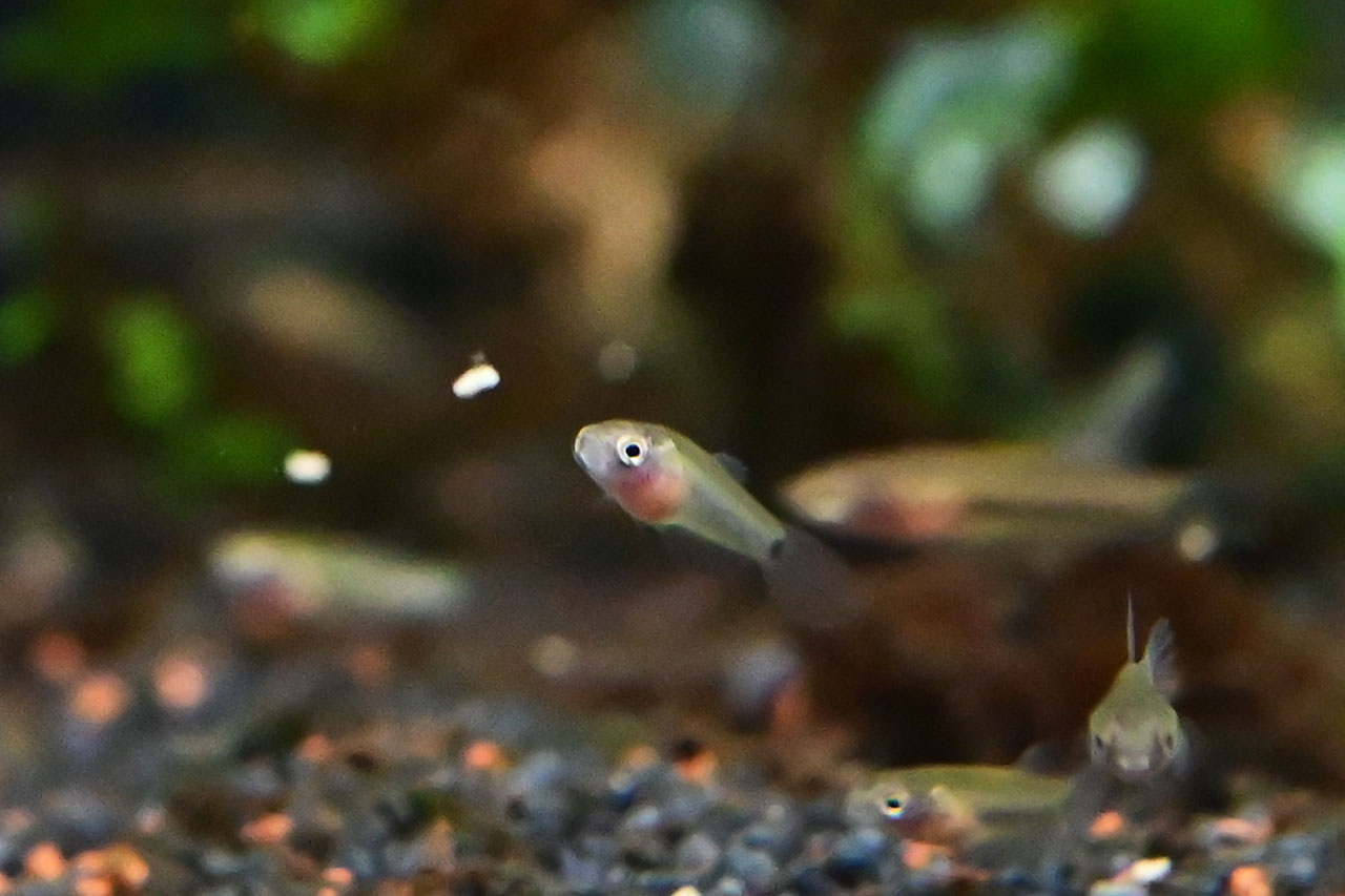 ベタ・ルブラ、人工飼料を食べようとしている様子