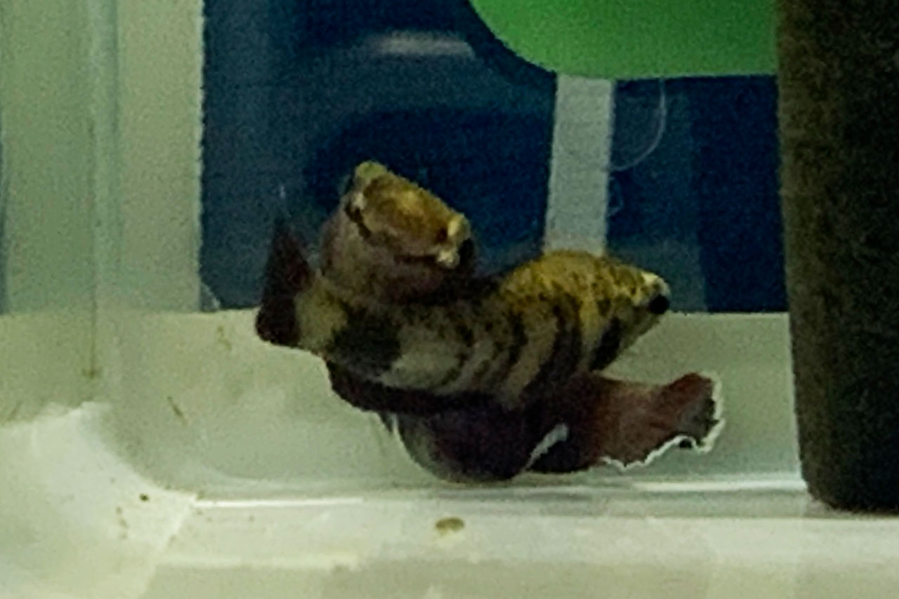 産卵を始めようとしているベタ・チャンノイデス