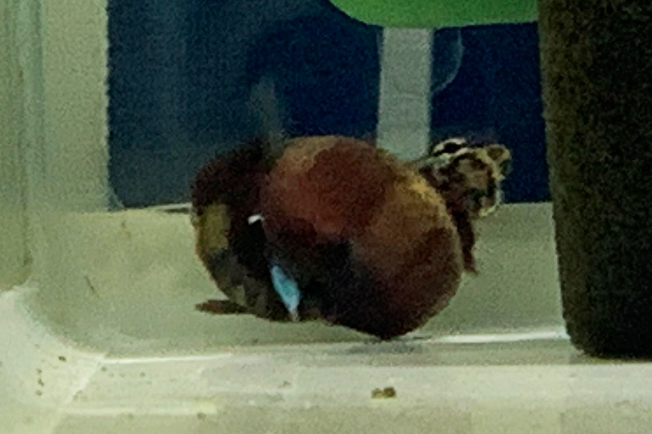 抱き合っているベタ・チャンノイデス