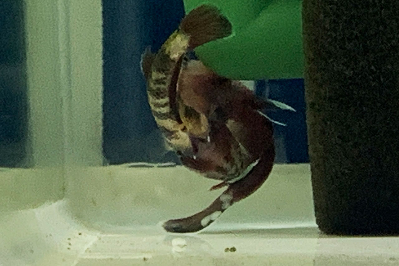 ベタ・チャンノイデスが産卵してる様子