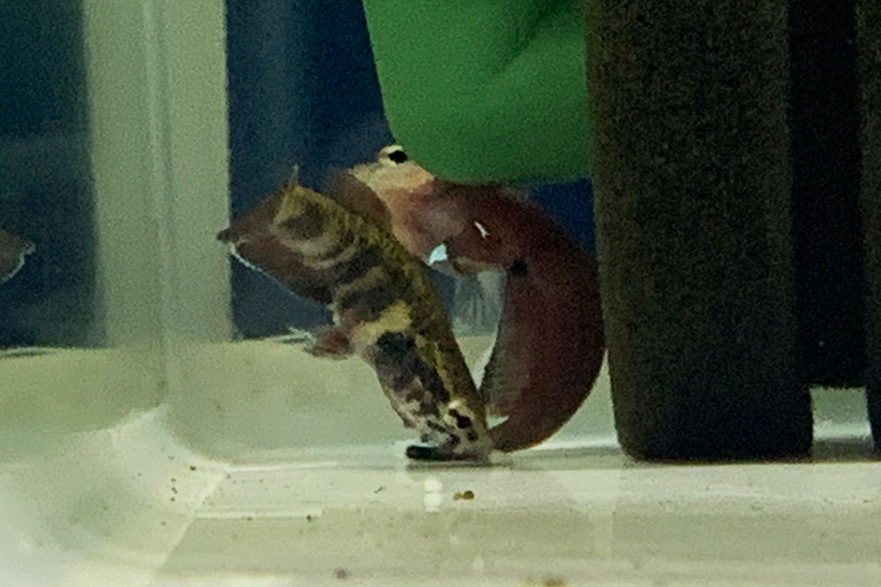 ベタ・チャンノイデスの産卵行動、卵を拾うメス