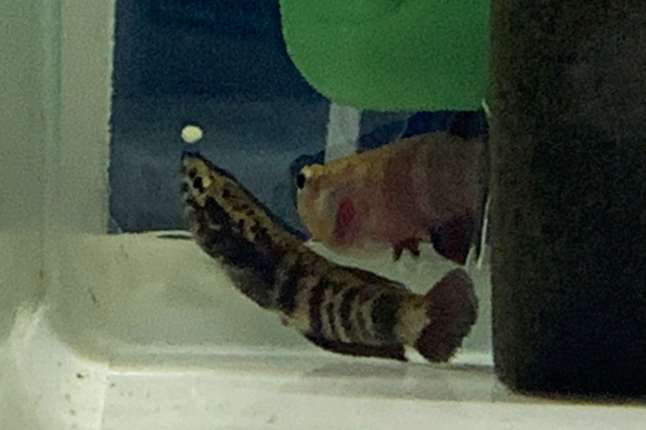 ベタ・チャンノイデスの産卵行動、卵を吐き出してオスに渡すメス