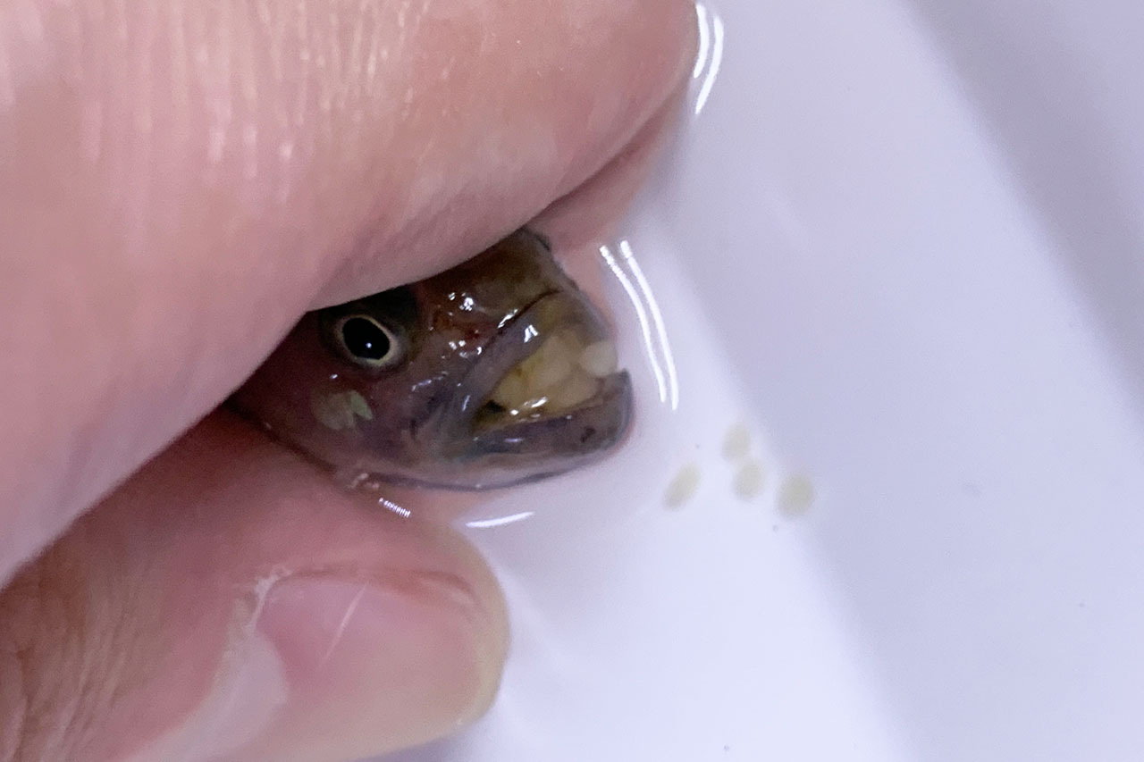 ベタ・ユニマクラータ、口から卵を吐き出させている