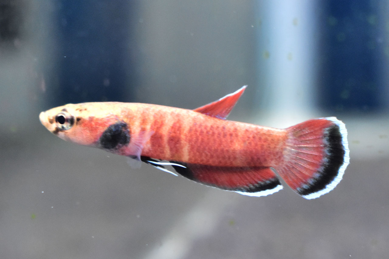 ベタ・チャンノイデス、平常時のオス