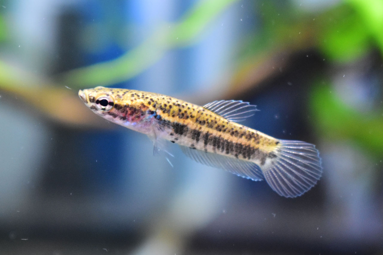 ベタ・チャンノイデスのメス