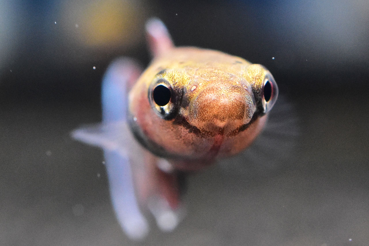 ベタ・チャンノイデスの顔