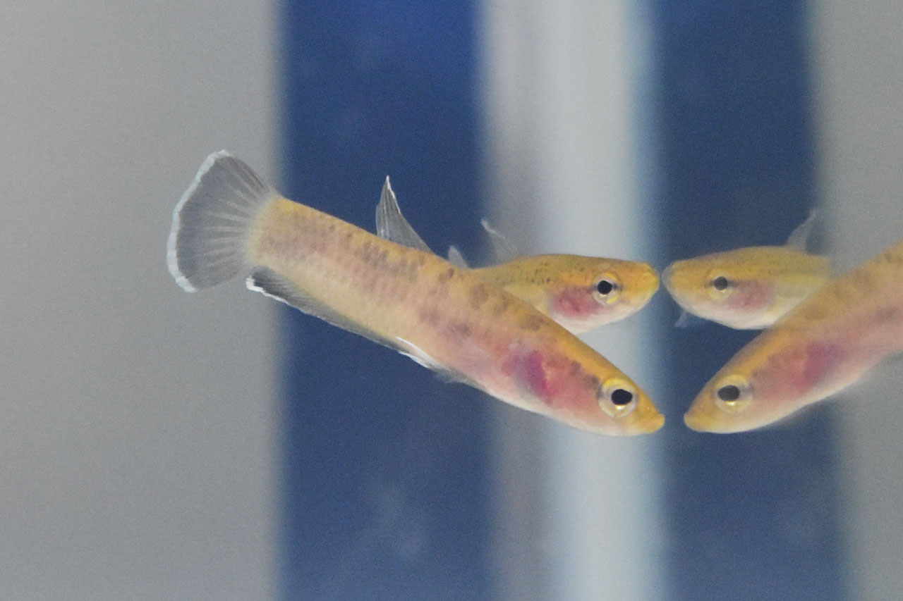 購入時のベタ・チャンノイデス