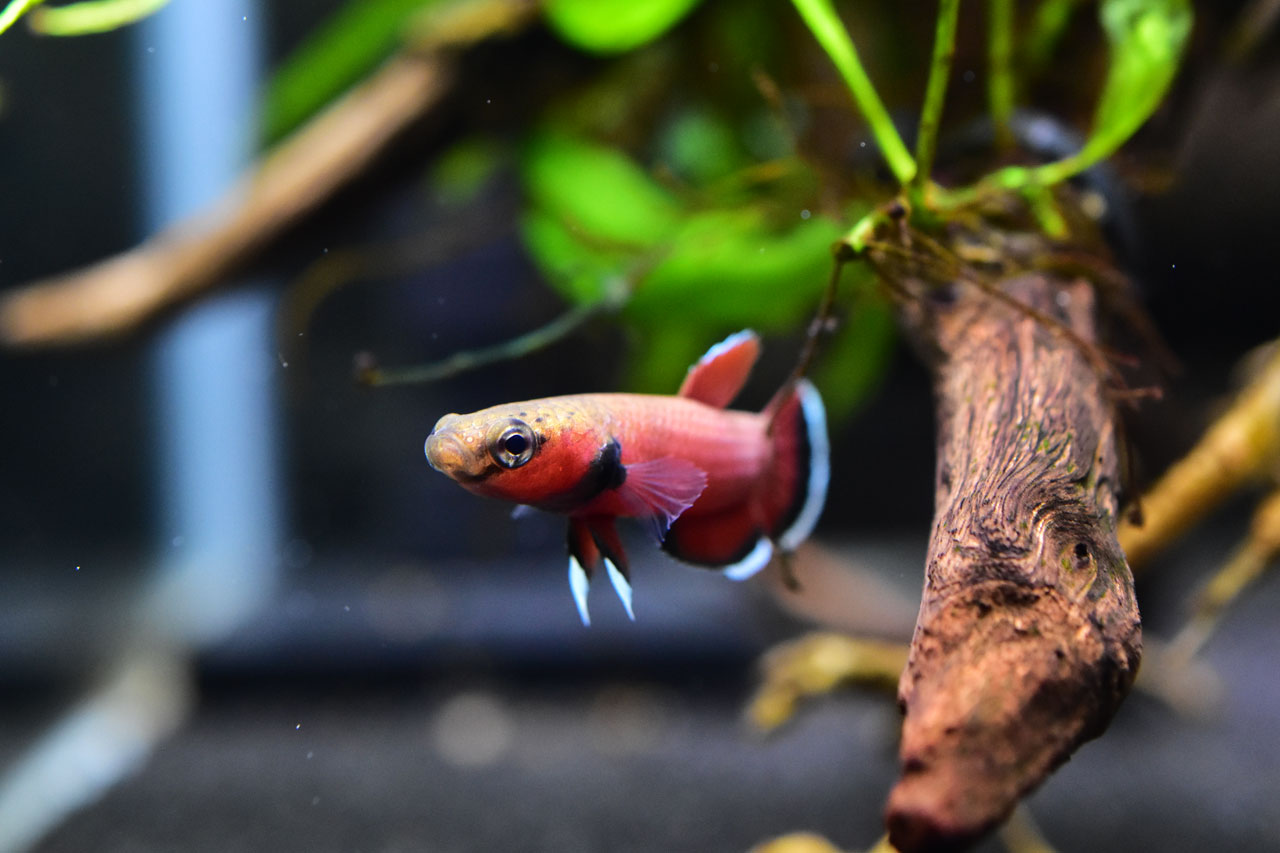 ベタ・チャンノイデス