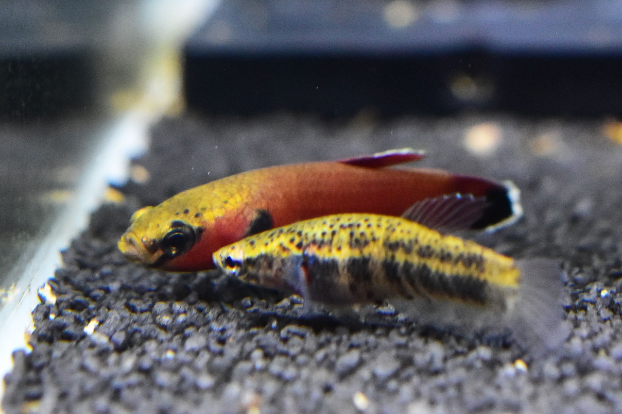 ベタ・チャンノイデスのペア