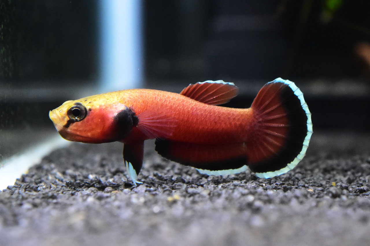 ベタ・チャンノイデス、威嚇中