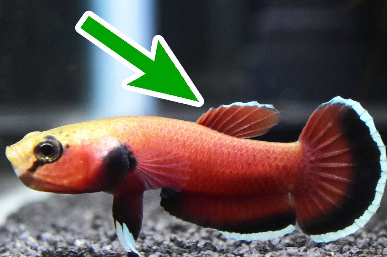 ベタ・チャンノイデスの背びれ