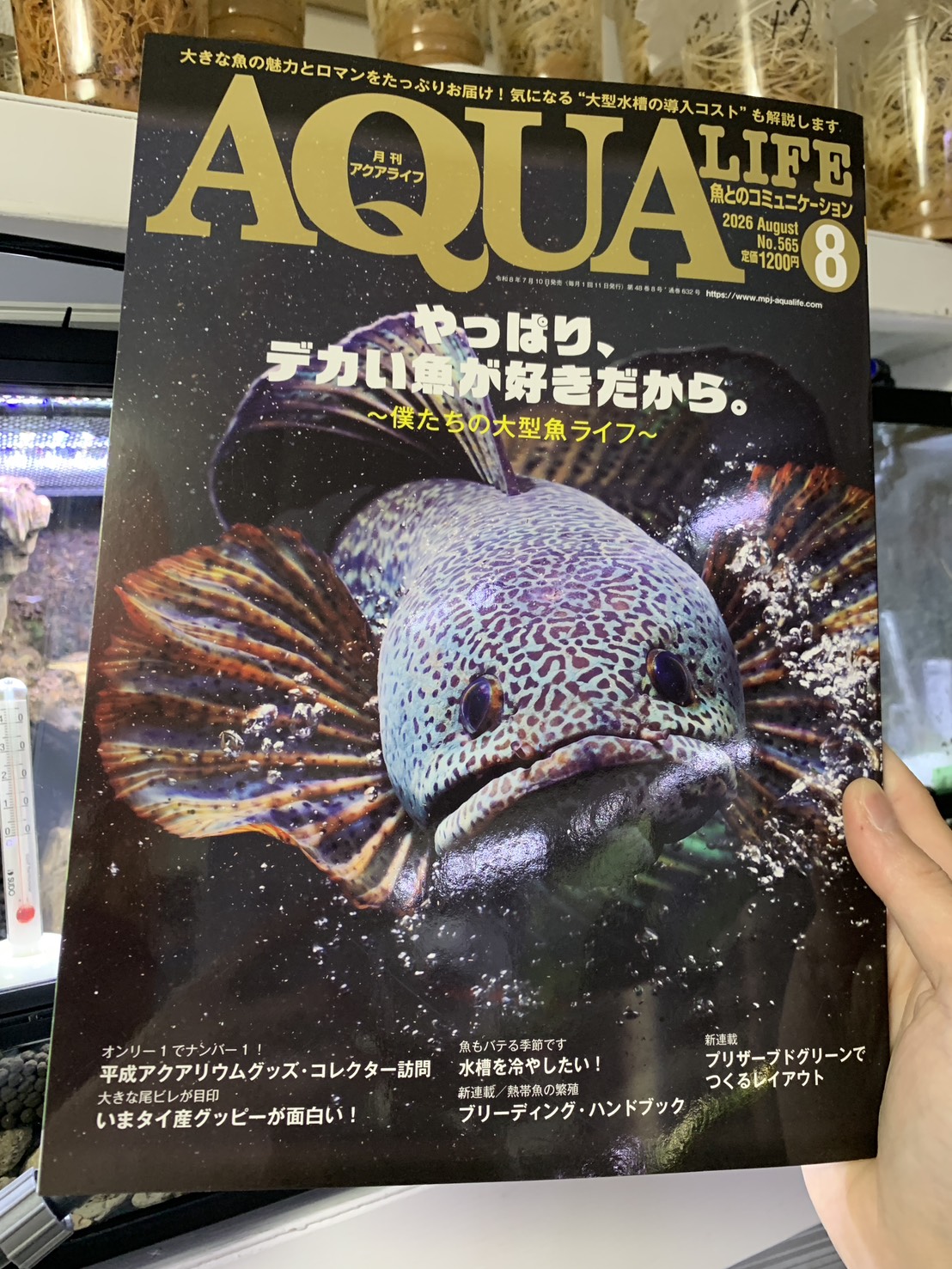 2026年8月号のアクアライフ表紙