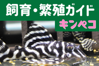 キンペコ飼育・繁殖ガイド
