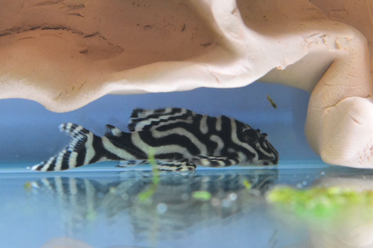 物陰に隠れるキンペコ
