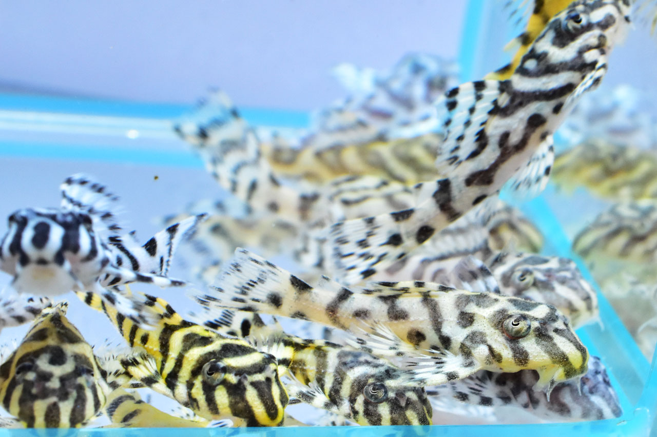 いろんな個性があるキンペコの稚魚たち
